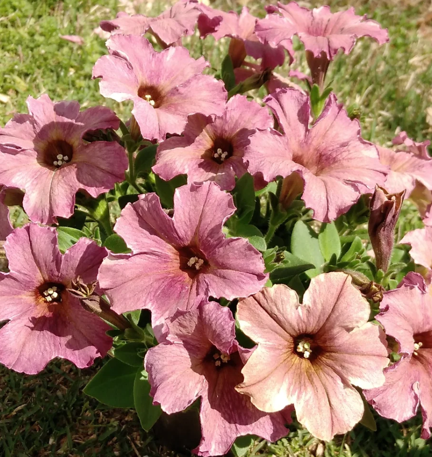 Petunia Mermaid Memories 200 Seeds