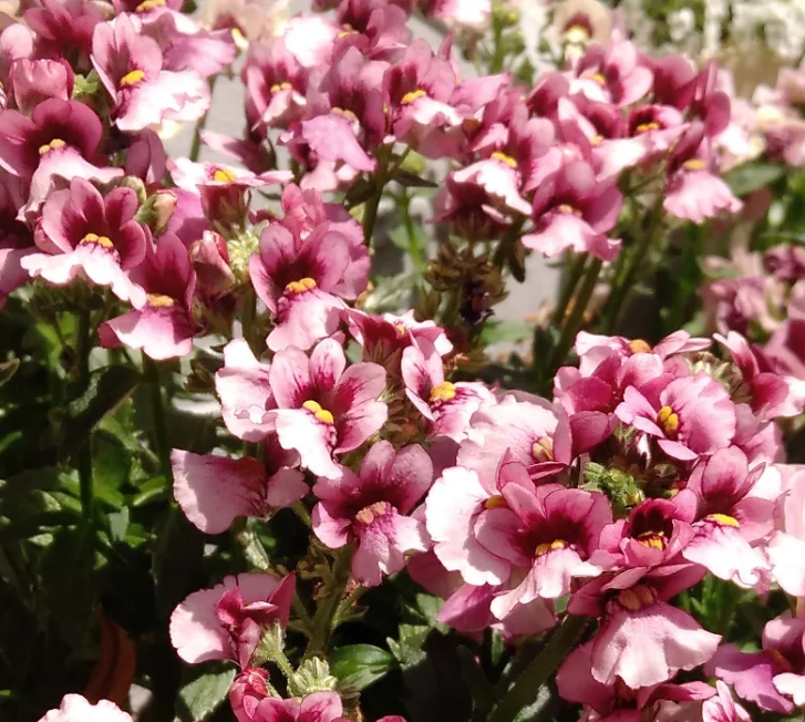 Nemesia Narafla  50 Seeds