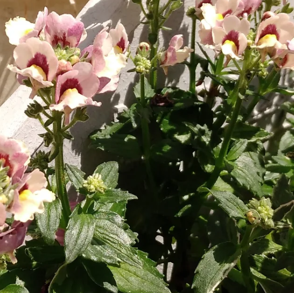 Nemesia Narafla  50 Seeds