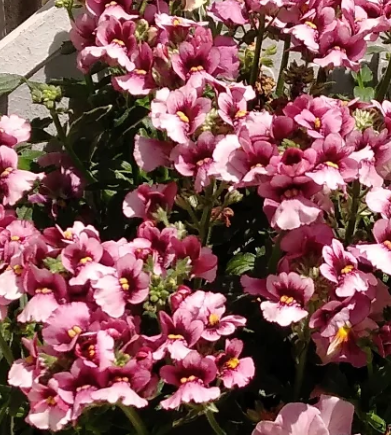 Nemesia Narafla  50 Seeds