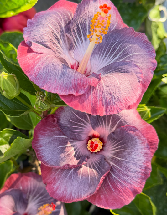 Hibiscus Electric Plum 50 Seeds