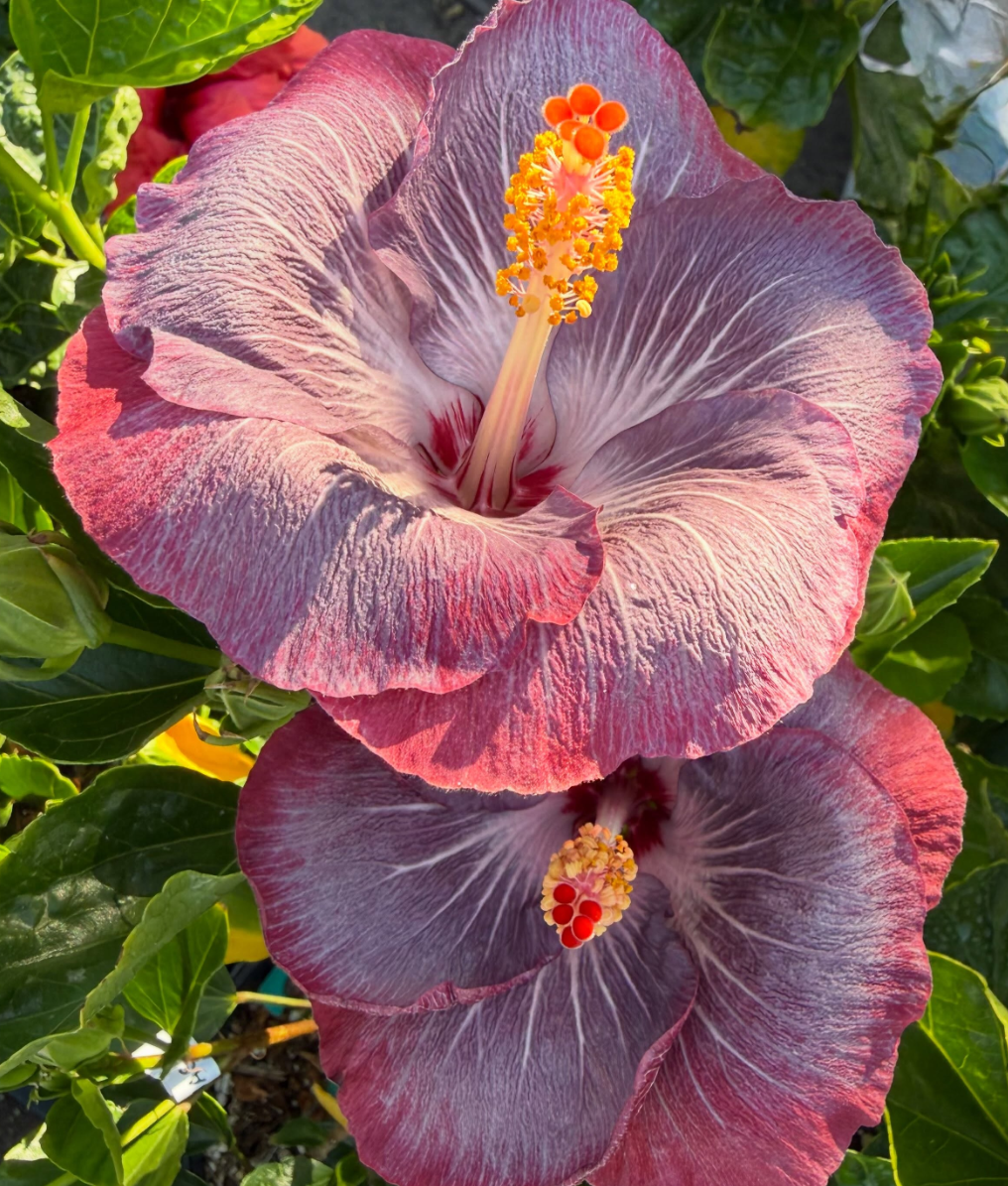 Hibiscus Electric Plum 50 Seeds