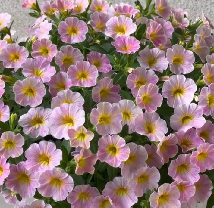 Calibrachoa ( Superbells ) Antique Peach 15 Pellets