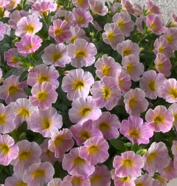 Calibrachoa ( Superbells ) Antique Peach 15 Pellets