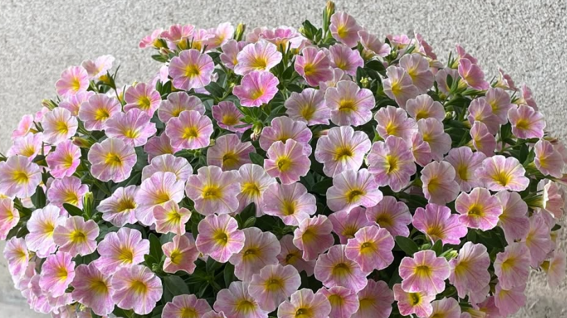 Calibrachoa ( Superbells ) Antique Peach 15 Pellets