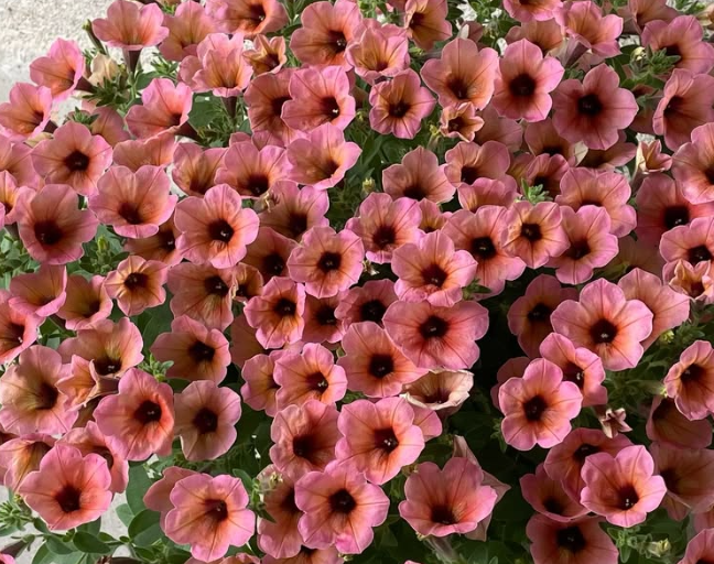 Calibrachoa ( Superbells ) Art Coral Cheek 15 Pellets
