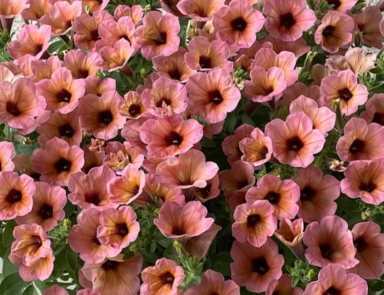 Calibrachoa ( Superbells ) Art Coral Cheek 15 Pellets