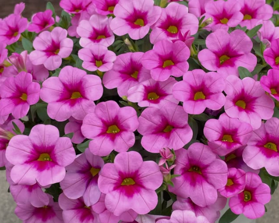 Calibrachoa ( Superbells ) Samba Pink Kiss 15 Pellets