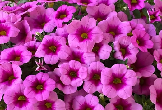 Calibrachoa ( Superbells ) Samba Pink Kiss 15 Pellets