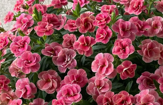 Calibrachoa ( Superbells ) Double Cherry Ripple 15 Pellets