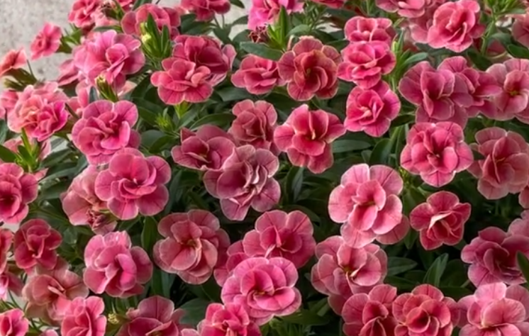 Calibrachoa ( Superbells ) Double Cherry Ripple 15 Pellets
