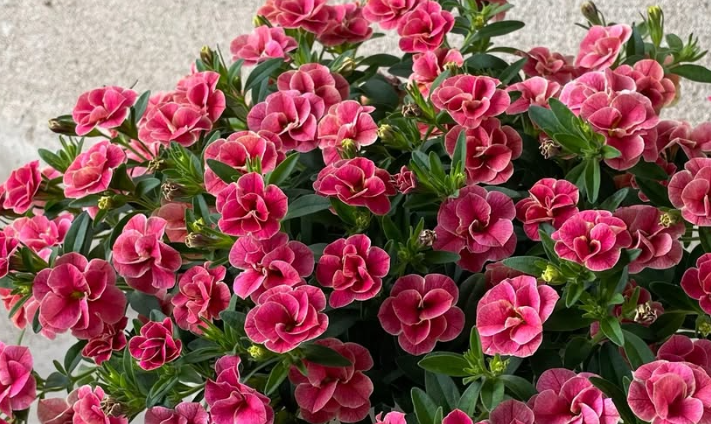 Calibrachoa ( Superbells ) Double Cherry Ripple 15 Pellets