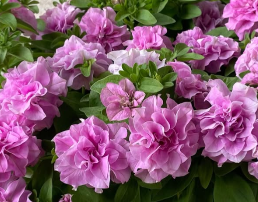 Petunia Bell Charm Ellen 200 Seeds