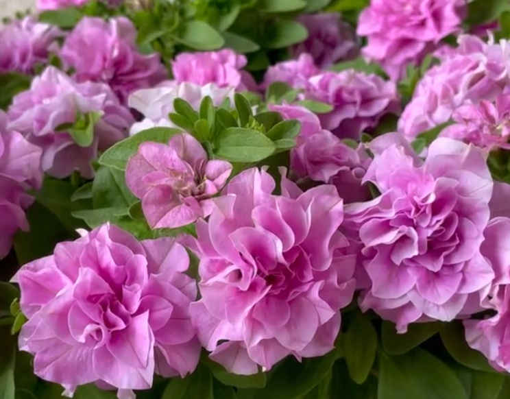 Petunia Bell Charm Ellen 200 Seeds