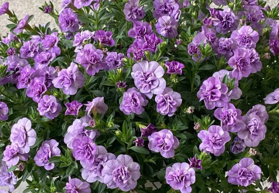 Calibrachoa ( Superbells ) Whip Lavender Shower 15 Pellets