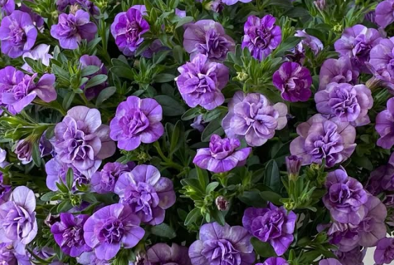Calibrachoa ( Superbells ) Whip Lavender Shower 15 Pellets