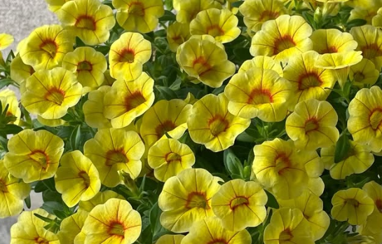 Calibrachoa ( Superbells ) Volcano Gold 15 Pellets
