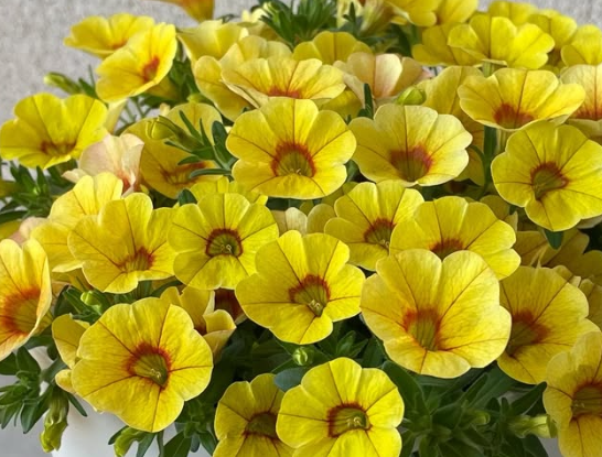 Calibrachoa ( Superbells ) Volcano Gold 15 Pellets