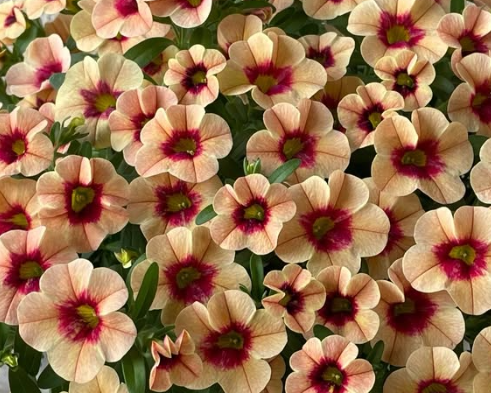 Calibrachoa ( Superbells ) Neo Mango Lassi 15 Pellets