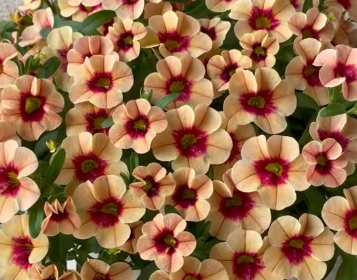 Calibrachoa ( Superbells ) Neo Mango Lassi 15 Pellets