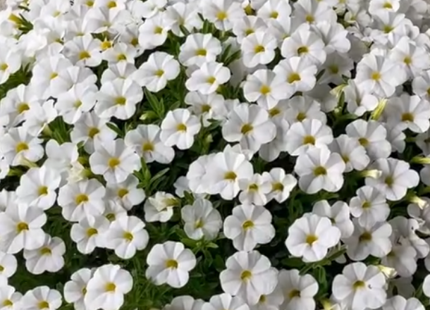 Calibrachoa ( Superbells ) Rich White 15 Pellets
