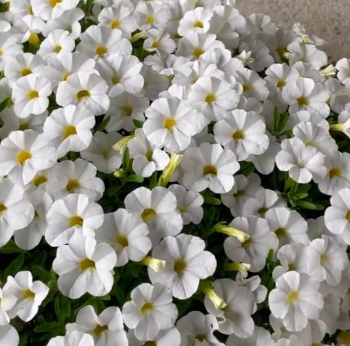 Calibrachoa ( Superbells ) Rich White 15 Pellets