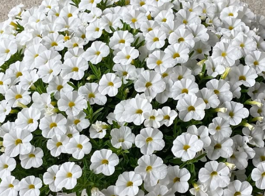 Calibrachoa ( Superbells ) Rich White 15 Pellets