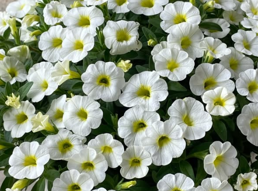 Calibrachoa ( Superbells ) Samba White 15 Pellets