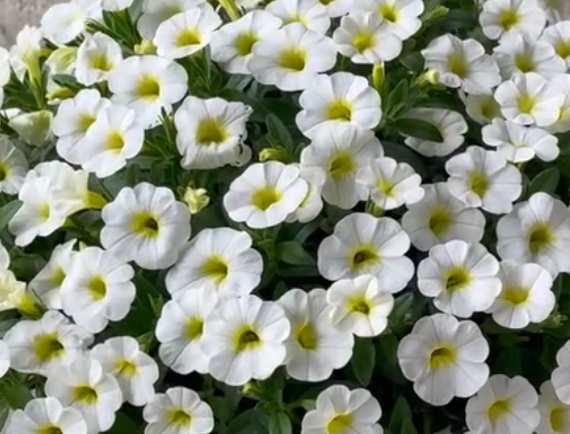 Calibrachoa ( Superbells ) Samba White 15 Pellets