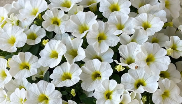 Calibrachoa ( Superbells ) Samba White 15 Pellets