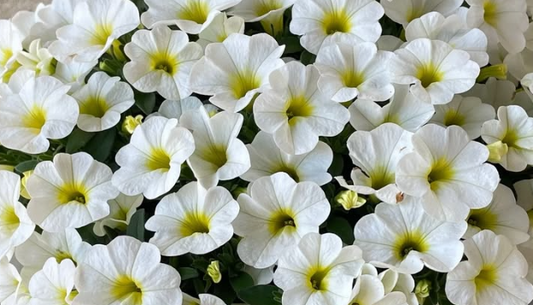 Calibrachoa ( Superbells ) Samba White 15 Pellets