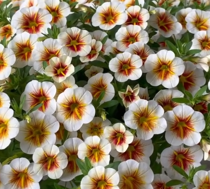 Calibrachoa ( Superbells ) Cappuccino 15 Pellets