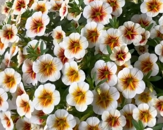 Calibrachoa ( Superbells ) Cappuccino 15 Pellets