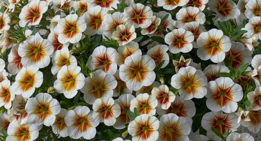 Calibrachoa ( Superbells ) Cappuccino 15 Pellets