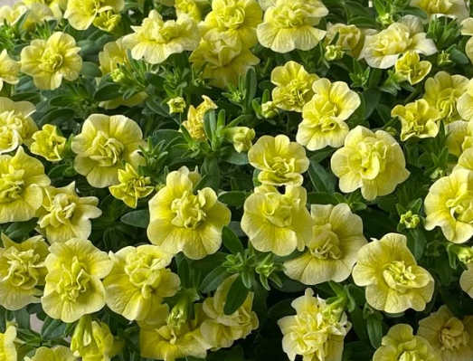 Calibrachoa ( Superbells ) Handy Lemon 15 Pellets
