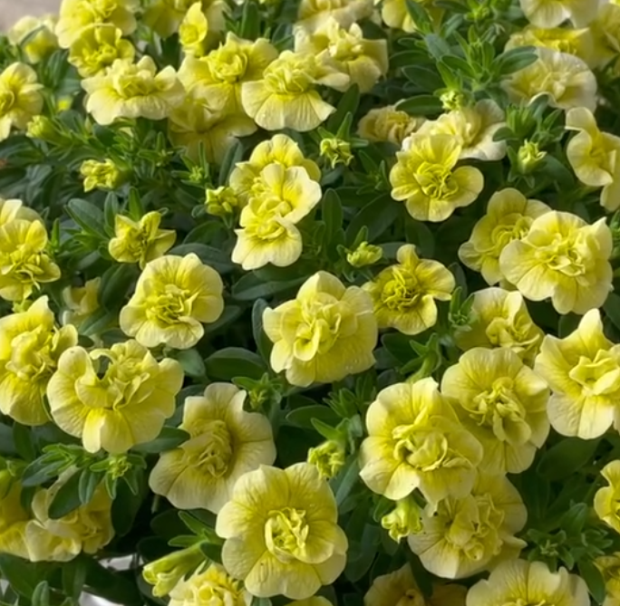 Calibrachoa ( Superbells ) Handy Lemon 15 Pellets