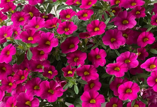 Calibrachoa ( Superbells ) Cherry Pink 15 Pellets