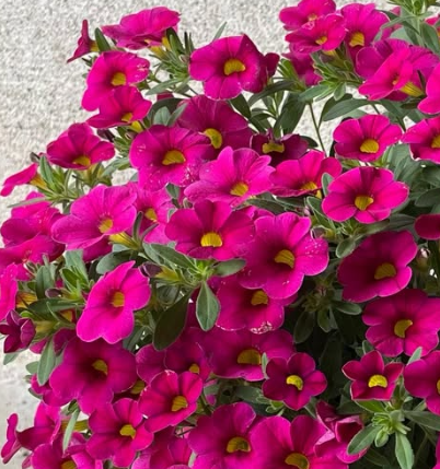 Calibrachoa ( Superbells ) Cherry Pink 15 Pellets