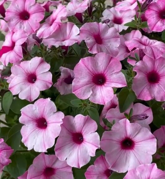 Petunia Lovely Eye 200 Seeds