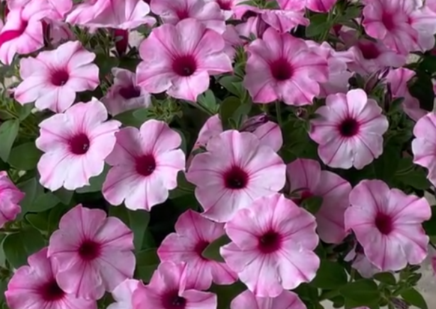 Petunia Lovely Eye 200 Seeds