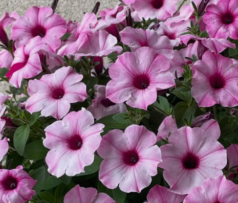 Petunia Lovely Eye 200 Seeds
