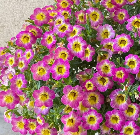 Calibrachoa ( Superbells ) Chacha Diva Hot Pink 15 Pellets