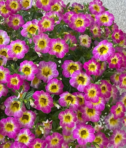 Calibrachoa ( Superbells ) Chacha Diva Hot Pink 15 Pellets