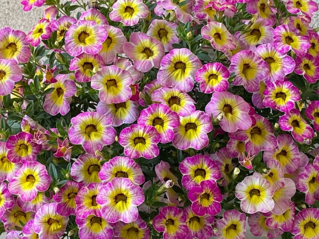 Calibrachoa ( Superbells ) Chacha Diva Hot Pink 15 Pellets
