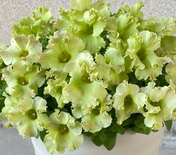Petunia Lemon Breeze 200 Seeds