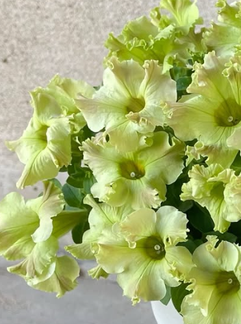 Petunia Lemon Breeze 200 Seeds