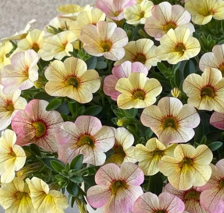 Calibrachoa ( Superbells ) Antique Lemon 15 Pellets