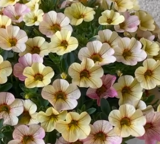 Calibrachoa ( Superbells ) Antique Lemon 15 Pellets