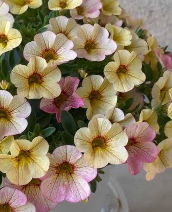 Calibrachoa ( Superbells ) Antique Lemon 15 Pellets
