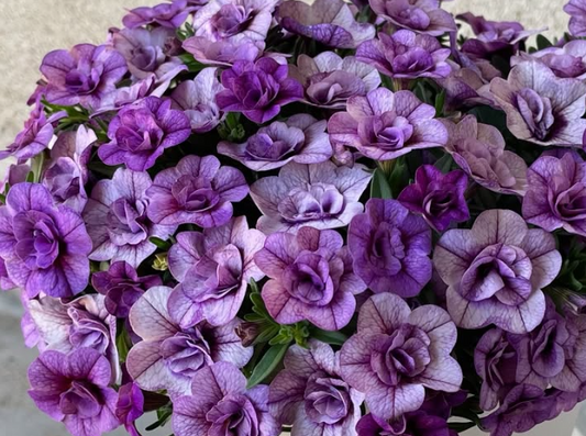 Calibrachoa ( Superbells ) Handy Bushy Blue 15 Pellets